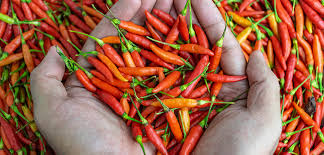 West African food: African birds eye