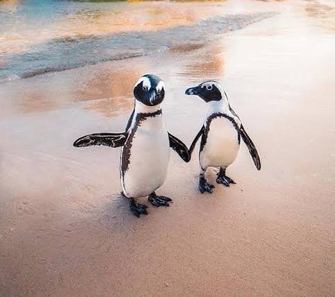 day trips from Cape Town