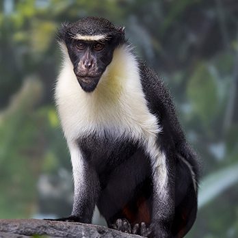 West African endangered species
