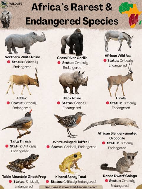 West African endangered species
