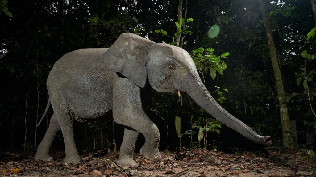 West African endangered species