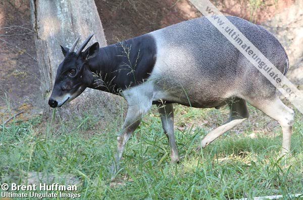 West African endangered species