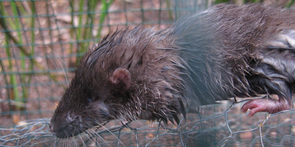 West African endangered species
