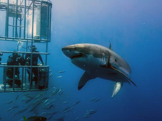 day trips from Cape Town