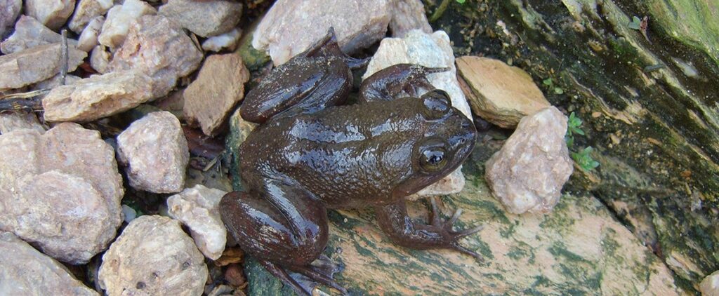 West African endangered species
