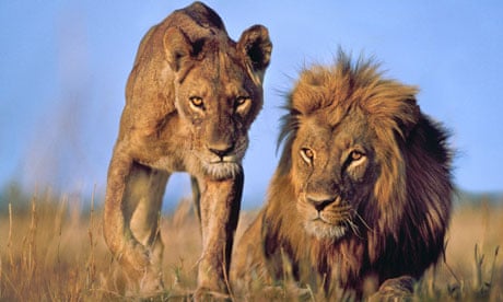 West African endangered species