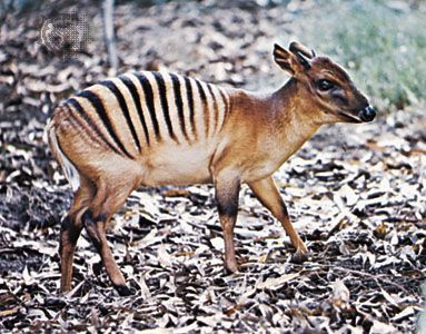 West African endangered species