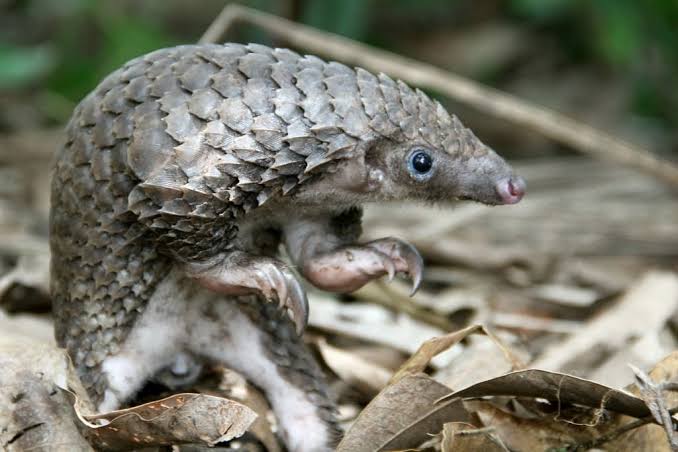 West African endangered species