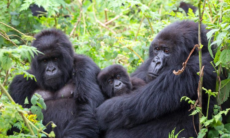 best places to visit in Uganda